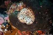 Palythoa tuberculosa Anemone mat empoissonee Maldives Maamgili beyru-10m-20240426-da-DSC_7175_tn